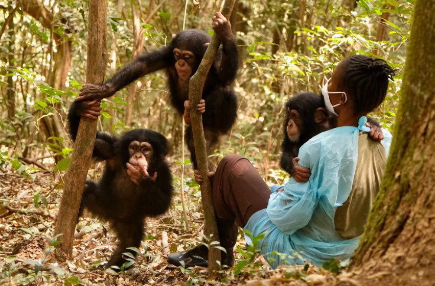 Tacugama Chimpanzee Sanctuary, Near Freetown, Western Area, Sierra Leone